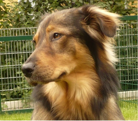 Malu (Kroatischer Hütehund, Berner Sennenhund, Collie, Leonberger) Berner Sennenhund Collie Kroatischer Hütehund Leonberger 